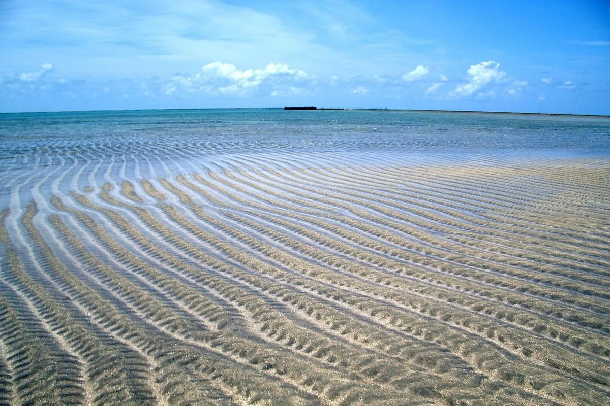 Observação de peixes-boi em Porto de Pedras: uma experiência ecológica